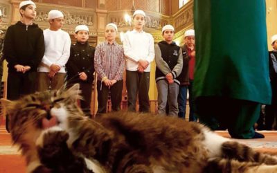 Catstantinople: Imam welcomes stray cats into Mosque to keep them warm and safe