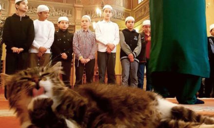 Catstantinople: Imam welcomes stray cats into Mosque to keep them warm and safe
