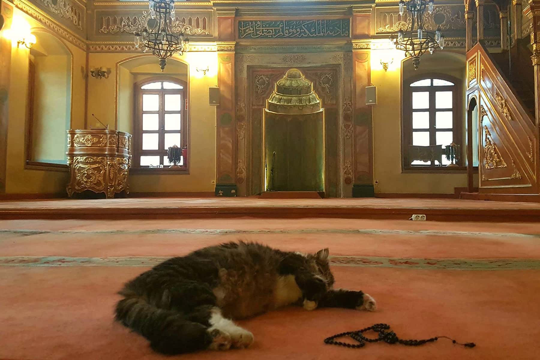 catstantinople-imam-welcomes-stray-cats-into-mosque-to-keep-them-warm