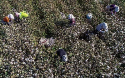US bans cotton imports from China producer, citing ‘slave labour’