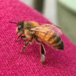 Wisconsin’s top bee expert joins imam to discuss the importance of bees at MMWC Networking Brunch