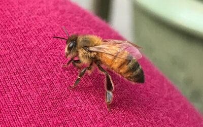 Wisconsin’s top bee expert joins imam to discuss the importance of bees at MMWC Networking Brunch