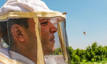 Gaza beekeepers carry on a tradition, 1000 feet from the separation wall