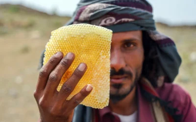 Photos: Yemen’s honey production a victim of war, climate crisis