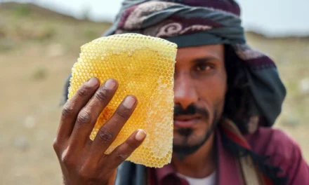 Photos: Yemen’s honey production a victim of war, climate crisis