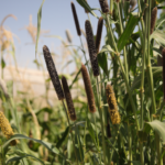 The Lebanese farm regenerating soil and promoting food security