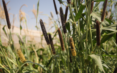 The Lebanese farm regenerating soil and promoting food security