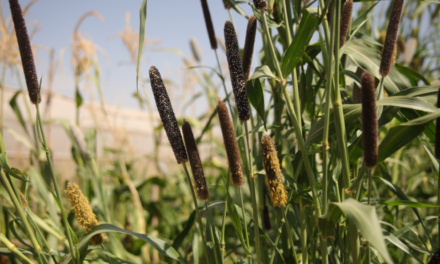 The Lebanese farm regenerating soil and promoting food security