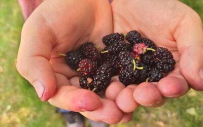 Book Review: Foraging with Kids