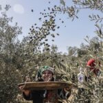 How drought in Europe proved a blessing to Middle Eastern producers of olive oil