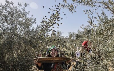 How drought in Europe proved a blessing to Middle Eastern producers of olive oil