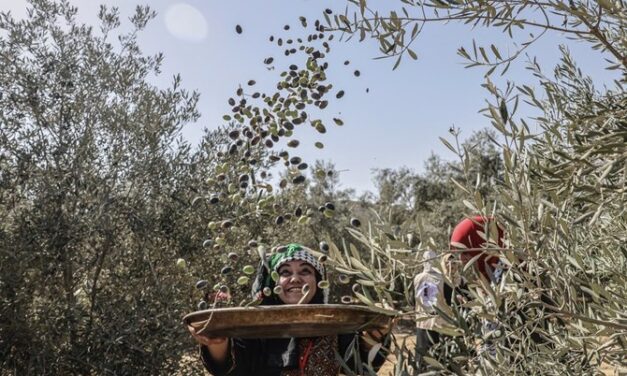 How drought in Europe proved a blessing to Middle Eastern producers of olive oil
