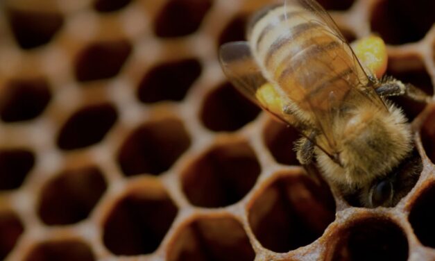 Symmetry: Perfections of Nature & Beauty of Science