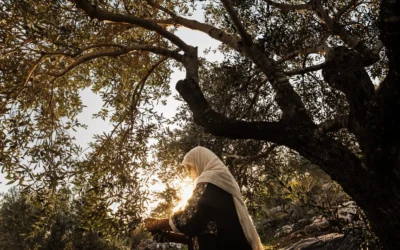 For Palestinian cooks in the U.S., highlighting the importance of olives is a matter of cultural survival