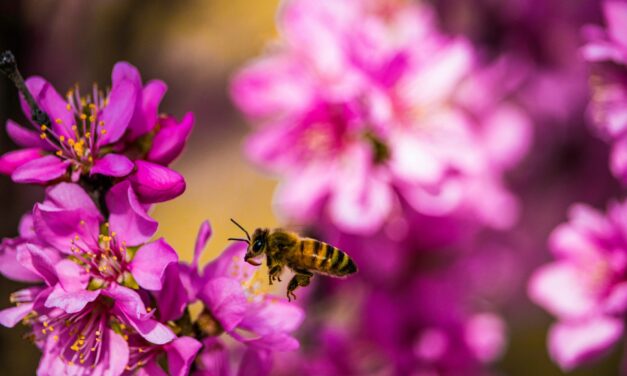 Lessons From Surah Al-Mulk: How The Bees And Birds Teach Us About Tawakkul