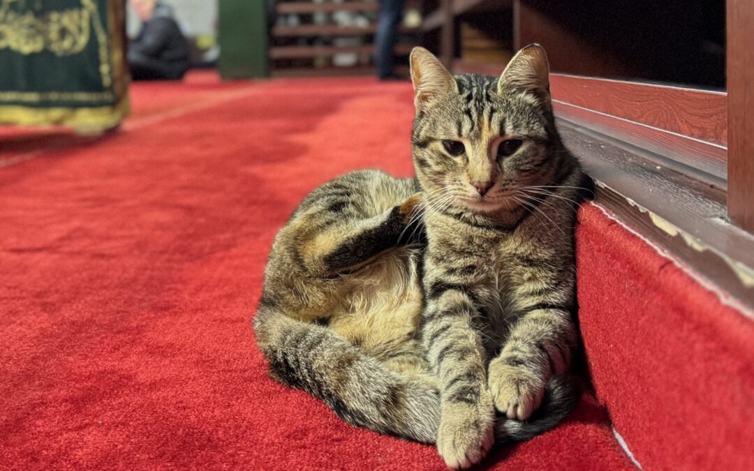 Centuries-old bond between Istanbul with its cats continues
