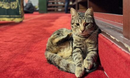 Centuries-old bond between Istanbul with its cats continues