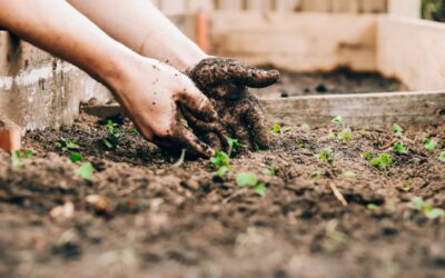Gardening Sprouts Mental, Physical, and Spiritual Benefits