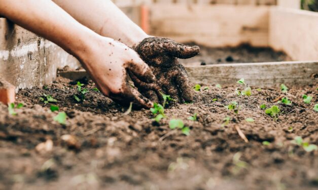 Gardening Sprouts Mental, Physical, and Spiritual Benefits