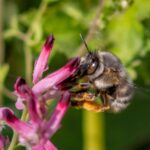 Number of wild bee species at risk of extinction in Europe doubles in 10 years