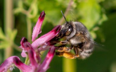 Number of wild bee species at risk of extinction in Europe doubles in 10 years
