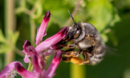 Number of wild bee species at risk of extinction in Europe doubles in 10 years