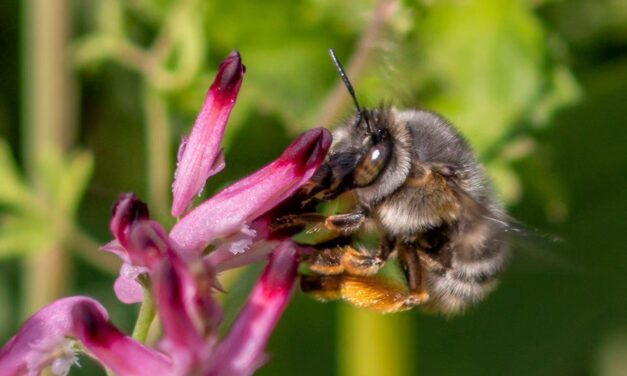 Number of wild bee species at risk of extinction in Europe doubles in 10 years