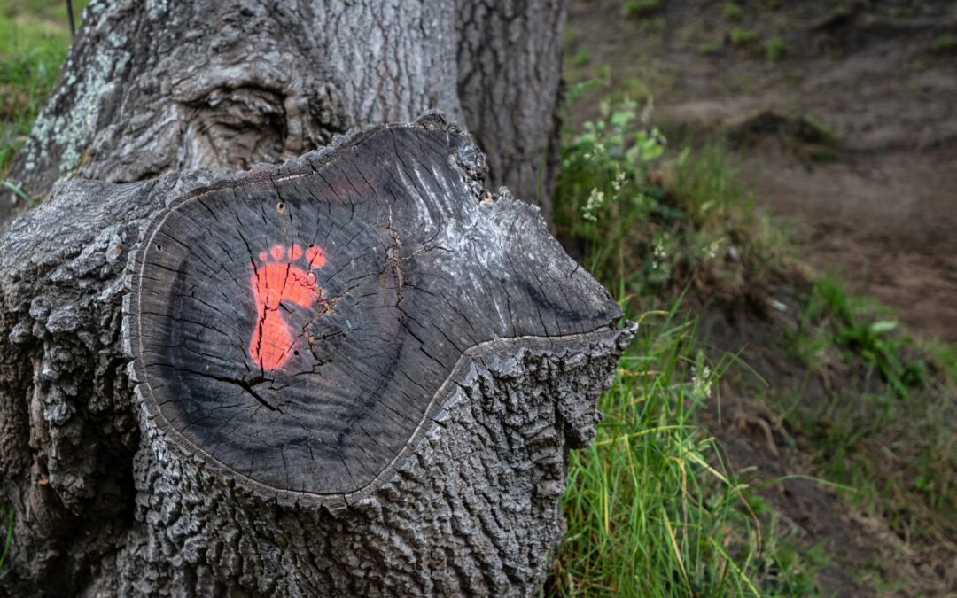 Caring for the Planet is a Universal Task