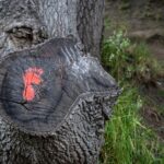 Caring for the Planet is a Universal Task