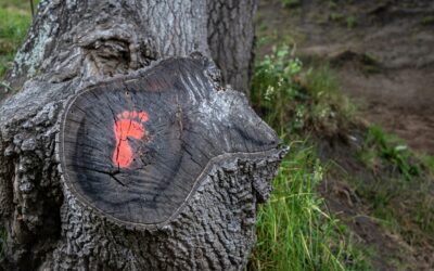 Caring for the Planet is a Universal Task