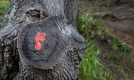 Caring for the Planet is a Universal Task