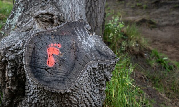 Caring for the Planet is a Universal Task