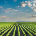 Sewage sludge battle heats up as health advocates appeal move to dismiss EPA lawsuit