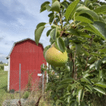 Milwaukee Muslims launch Permaculture Book Club