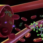 PFAS leave fingerprints in your blood – researchers are figuring out how forever chemicals transform in your body to read these clues