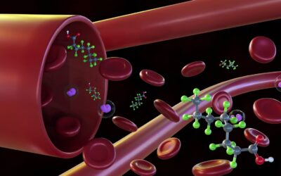 PFAS leave fingerprints in your blood – researchers are figuring out how forever chemicals transform in your body to read these clues